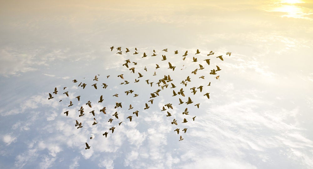 Flock of birds in shape of an arrow, flying towards the sun above the clouds.