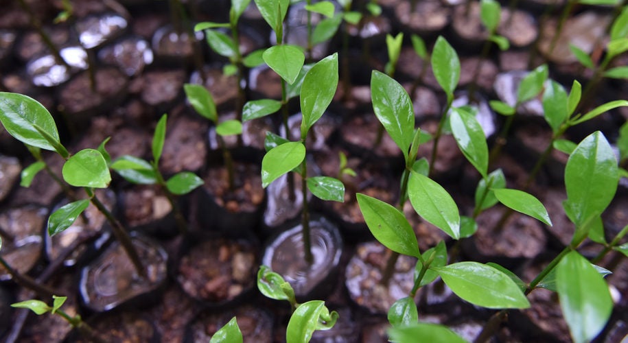 The seedling of Bruguiera cylindrica